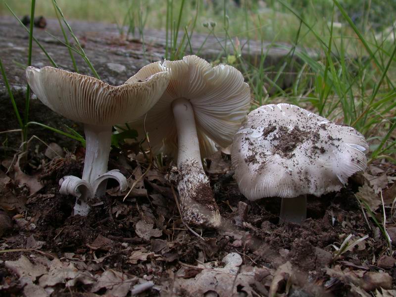 Un Amanita...